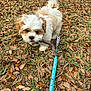 dog, puppy, white_and_brown_dog, fluffy, grass, fallen_leaves, stick, leash, playing, outdoors, cute, close_up, small_dog, leaf_litter, autumn, chewing, park, ground, parking_lot, pet