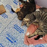 Leo joined the competition — help win amazing prizes! animal, cat, claws, companion, curious, cute, domestic_animal, ears, feline, floor, fur, indoor, laying_down, pets, relaxing, striped, tabby_cat, tortoiseshell_cat, towel, whiskers