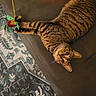 animal, carpet, cat, couch, curious, domestic_cat, feline, household, indoor, looking_up, pattern, paws, pet, playful, relaxed, stretching, striped, tabby, toy, whiskers