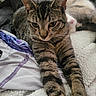 Leo is registered to the contest to win money with this photo: animal, blanket, cat, closeup, companion, cozy, cute, domestic, feline, fur, indoor, mammal, paw, pet, relaxed, resting, sleeping, tabby_cat, two_cats, whiskers