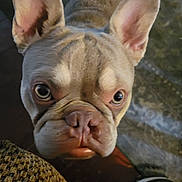 King Frenchy joined the competition — help win amazing prizes! animal, close_up, companion, curious, dog, ears, eyes, fabric, floor, french_bulldog, indoor, looking_up, mammal, nose, pet, portrait, shoe, snout, texture, whiskers
