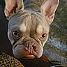 animal, close_up, companion, curious, dog, ears, eyes, fabric, floor, french_bulldog, indoor, looking_up, mammal, nose, pet, portrait, shoe, snout, texture, whiskers