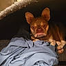 King Frenchy joined the competition — help win amazing prizes! animal, bed, blanket, brown_dog, canine, collar, cozy, cute, dog, domestic_animal, ears, french_bulldog, fur, indoor, looking, pet, portrait, resting, snug, warm_light