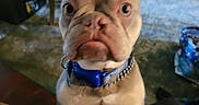 King Frenchy joined the competition — help win amazing prizes! animal, blue_collar, canine, close_up, collar, companion, curious, dog, domestic, ears, eyes, face, french_bulldog, fur, household, indoor, looking, pet, snout, whiskers