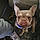 King Frenchy