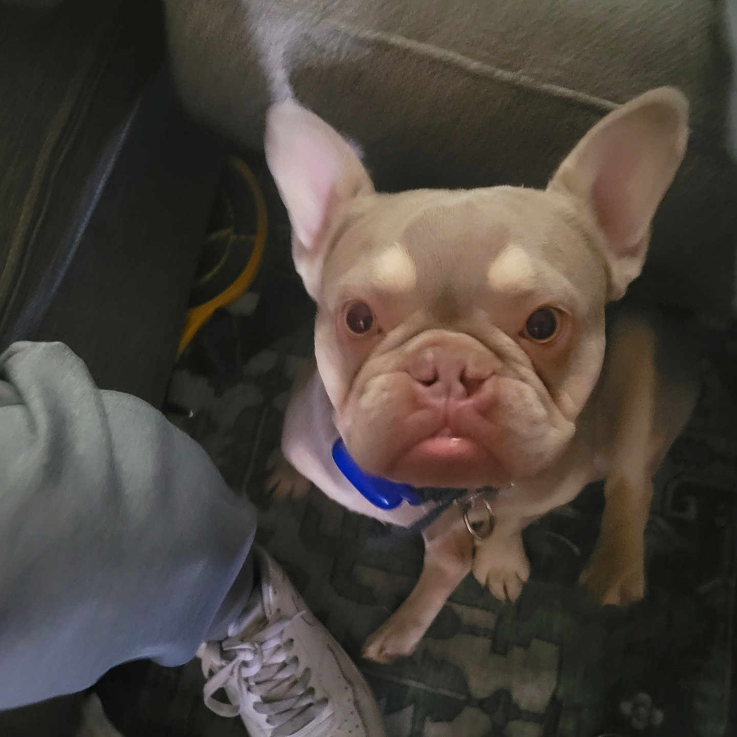 King Frenchy