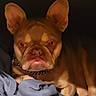 King Frenchy joined the competition — help win amazing prizes! animal, blanket, brown, canine, collar, companion, cozy, cute, dog, ears, face, french_bulldog, fur, indoor, muzzle, paw, pet, portrait, relaxed, resting
