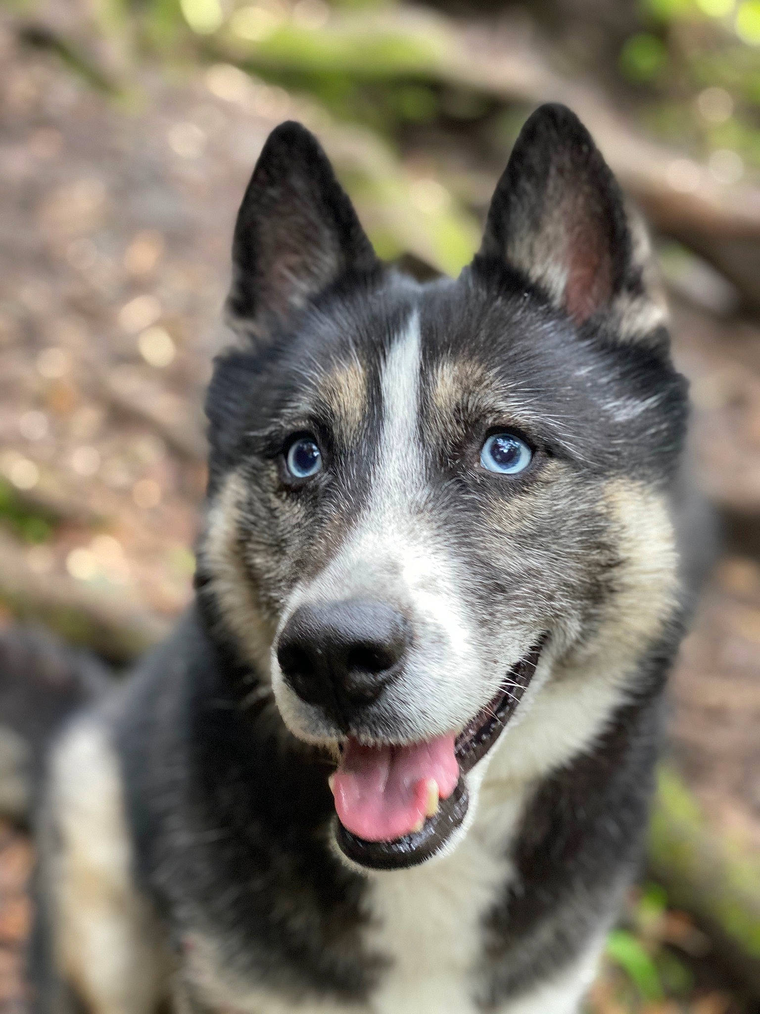Nikolai joined the competition — help win amazing prizes! canidae, carnivore, dog, dog_breed, east_siberian_laika, greenland_dog, kunming_wolfdog, lapponian_herder, mammal, native_american_indian_dog, norwegian_elkhound, rare_breed_dog, saarloos_wolfdog, seppala_siberian_sleddog, siberian_husky, sled_dog, snout, tamaskan_dog, vertebrate, west_siberian_laika