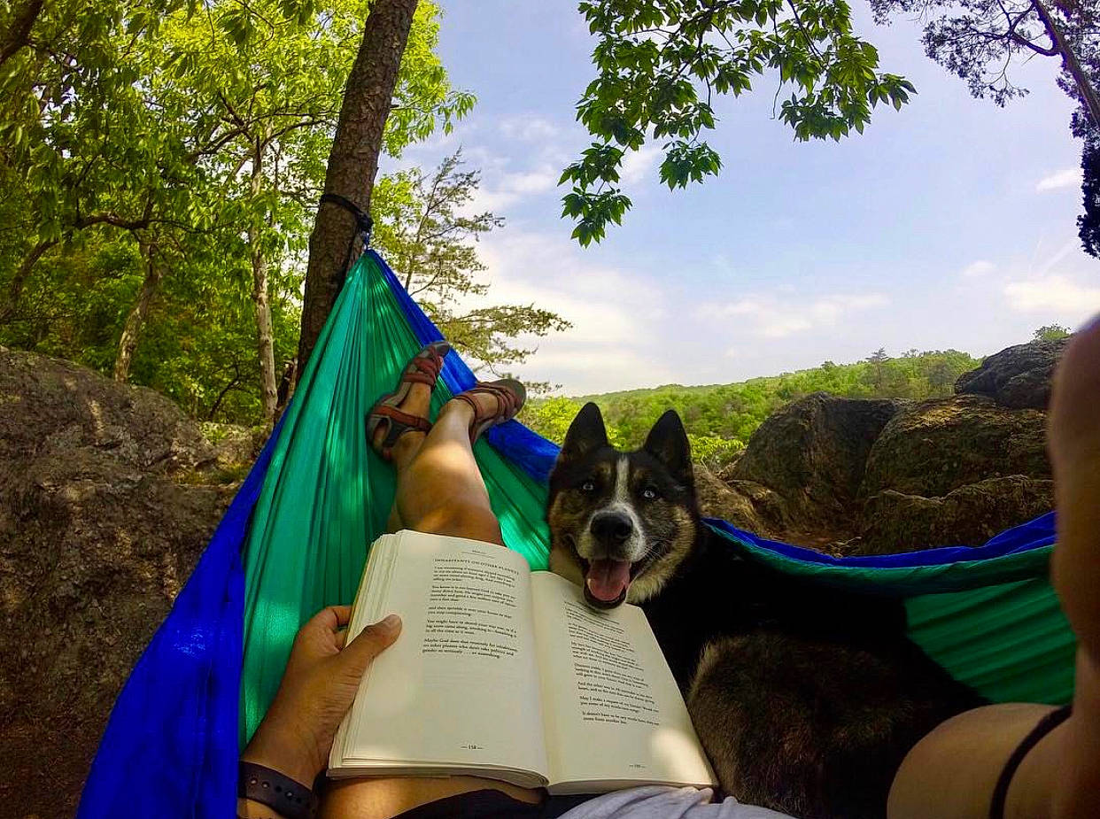 Nikolai is registered to the contest to win money with this photo: adventure, australian_cattle_dog, canidae, carnivore, dog, fawn, forest, fun, green, hammock, hill, jungle, leisure, plant, state_park, tourism, travel, tree, vacation