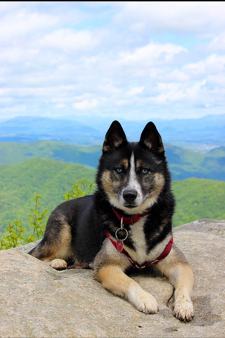 Nikolai is registered to the contest to win money with this photo: akita, canidae, carnivore, dog, dog_breed, east_siberian_laika, greenland_dog, icelandic_sheepdog, lapponian_herder, mammal, native_american_indian_dog, rare_breed_dog, shiba_inu, siberian_husky, vertebrate