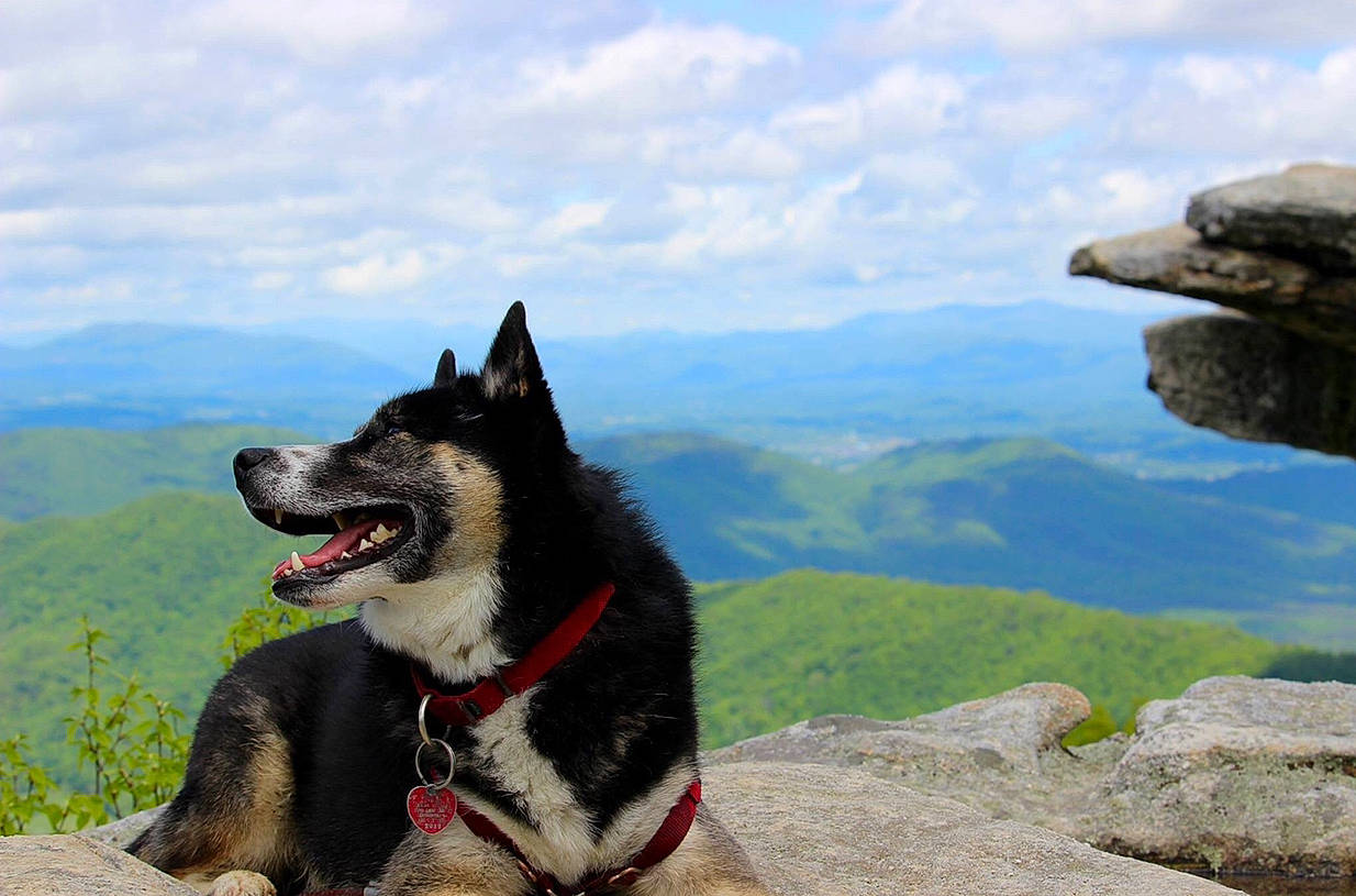 Nikolai joined the competition — help win amazing prizes! adventure, canidae, carnivore, dog, dog_breed, dog_hiking, greenland_dog, landscape, lapponian_herder, mammal, sporting_group, vertebrate