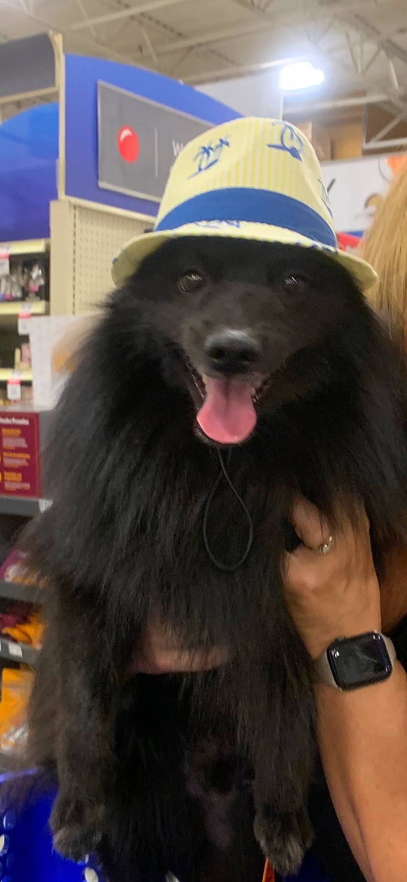 Beaux is registered to the contest to win money with this photo: canidae, carnivore, clock, companion_dog, dog, dog_breed, fun, fur, natural_material, shelf, snout, sporting_group, terrestrial_animal, tibetan_mastiff, watch, working_animal, working_dog, wrist