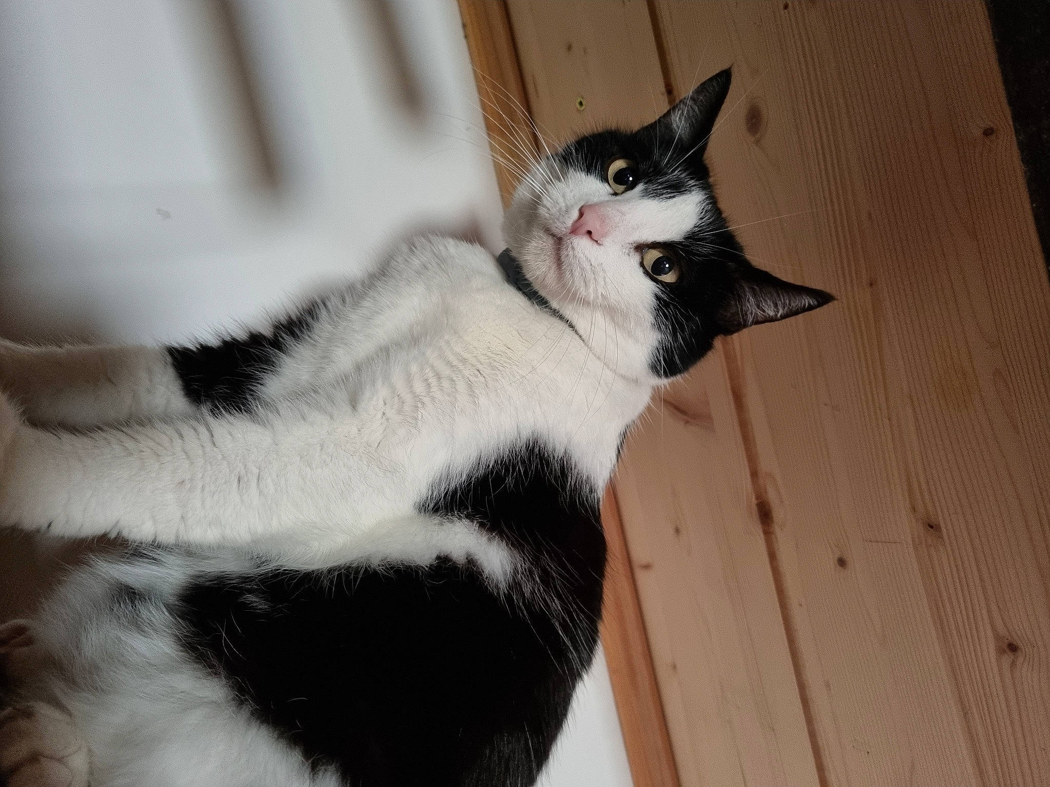 Mistinguette a rejoint le concours — aidez-le/la à gagner de superbes lots ! carnivore, cat, claw, comfort, domestic_short_haired_cat, eye, felidae, flooring, formal_wear, fur, hardwood, head, leg, paw, plant, small_to_medium_sized_cats, snout, tail, whiskers, wood