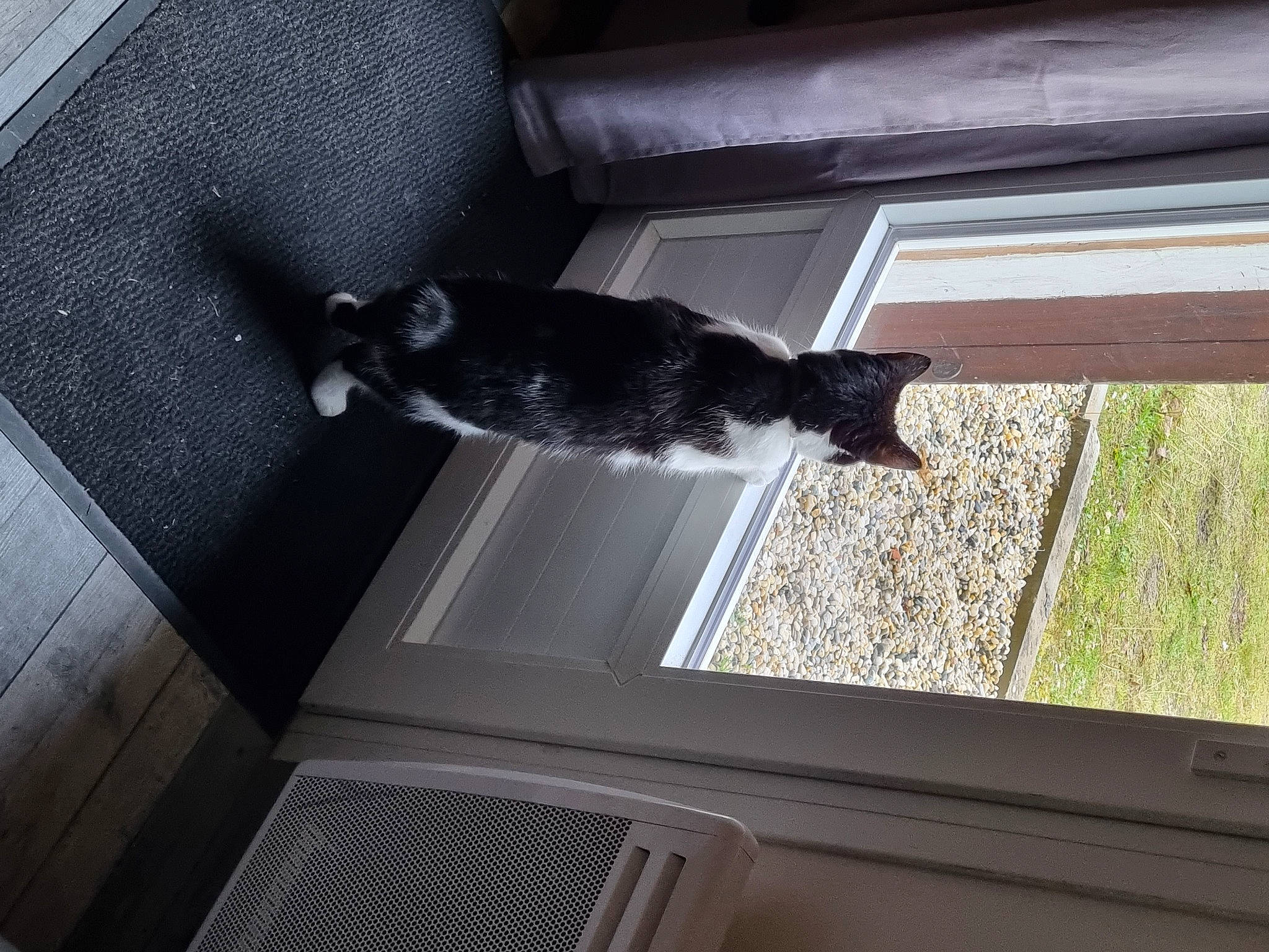 Mistinguette a rejoint le concours — aidez-le/la à gagner de superbes lots ! carnivore, cat, domestic_short_haired_cat, felidae, flooring, fur, glass, grey, hardwood, interior_design, room, sash_window, small_to_medium_sized_cats, tail, tints_and_shades, vertebrate, whiskers, window, window_covering, wood