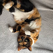Chaussette a rejoint le concours — aidez-le/la à gagner de superbes lots ! cat, calico, animal, pet, feline, cute, relaxed, lying_down, blanket, gray, soft_texture, indoor, cozy, playful, fur, whiskers, ears, eyes, paw, resting