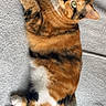 Chaussette a rejoint le concours — aidez-le/la à gagner de superbes lots ! cat, calico, pet, feline, lying_down, fur, whiskers, green_eyes, relaxed, indoor, blanket, soft_texture, cute, animal, domestic_cat, tail, paw, resting, curious, cozy