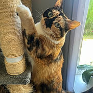 Chaussette a rejoint le concours — aidez-le/la à gagner de superbes lots ! animal, cat, claws, closeup, curious, curtain, daylight, ears, feline, fur, green_eyes, home, indoor, pet, plant, playful, scratching_post, tortoiseshell, whiskers, window