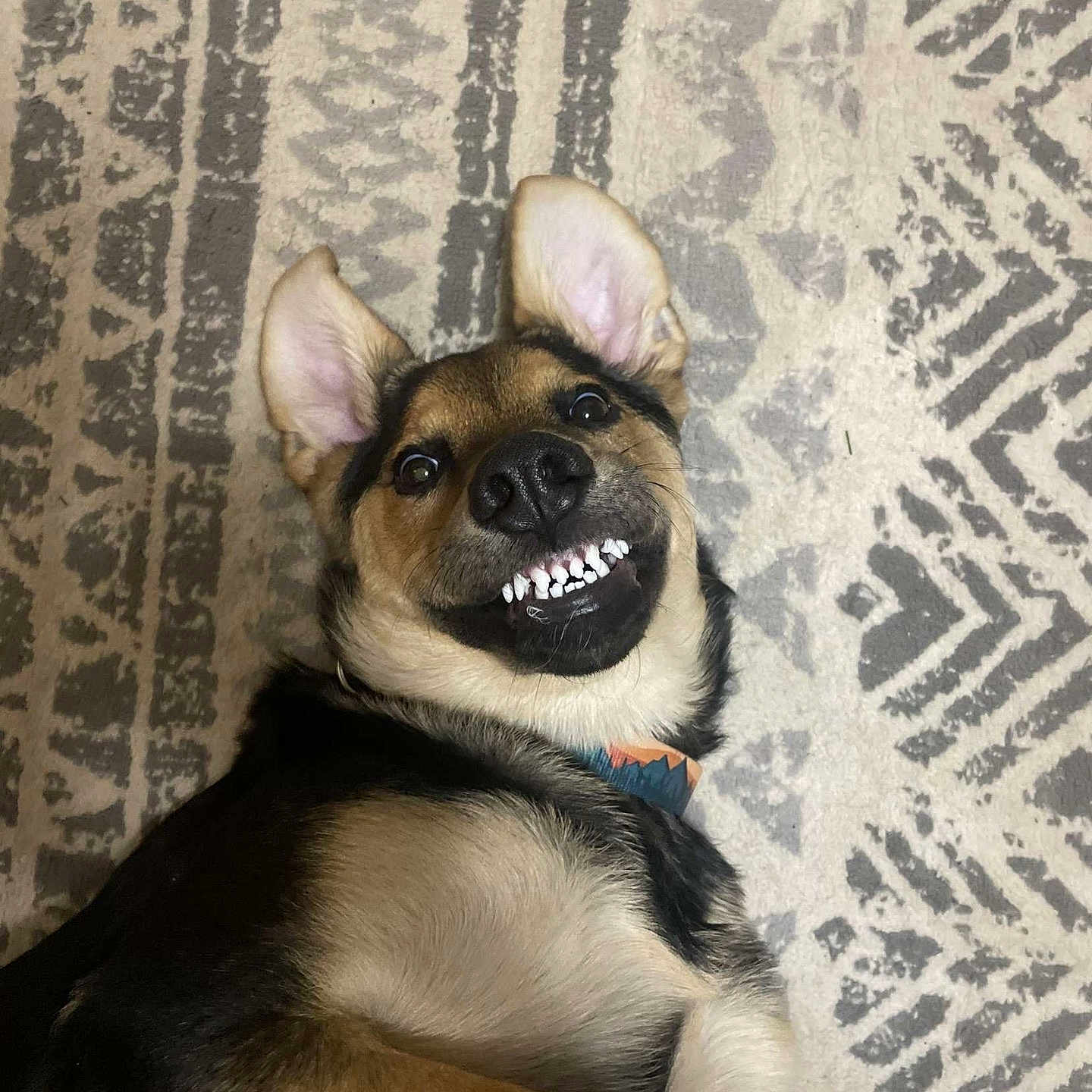 Milo joined the competition — help win amazing prizes! animal, black, brown, canine, carpet, collar, cute, dog, ears_up, expression, face, funny, fur, indoor, lying_down, pattern, pet, playful, smile, tan