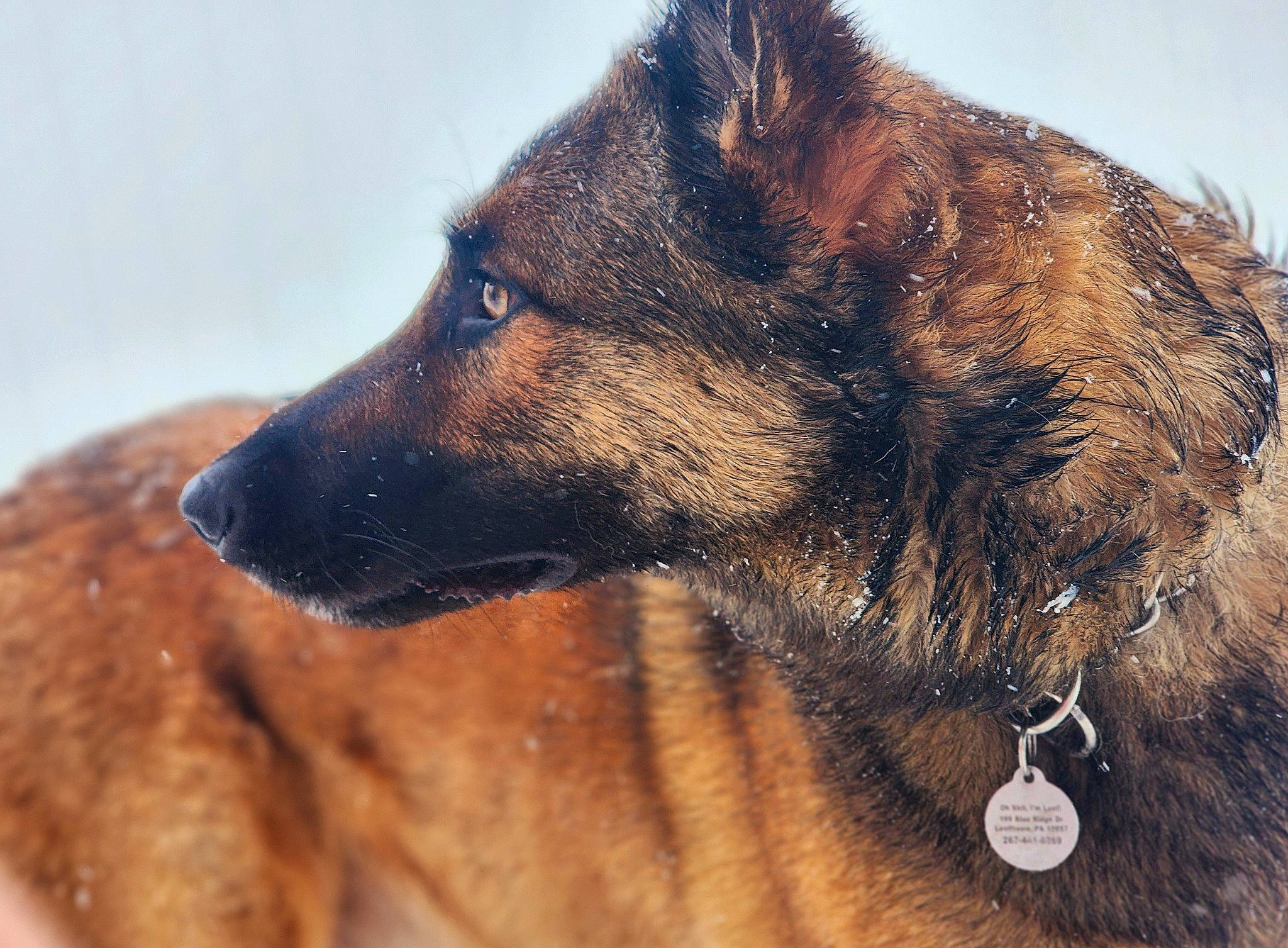 Anubis is registered to the contest to win money with this photo: canidae, carnivore, dog, dog_breed, east_european_shepherd, fawn, fur, german_shepherd_dog, human_body, king_shepherd, liver, old_german_shepherd_dog, sky, snout, sporting_group, terrestrial_animal, whiskers, wildlife, working_animal, working_dog