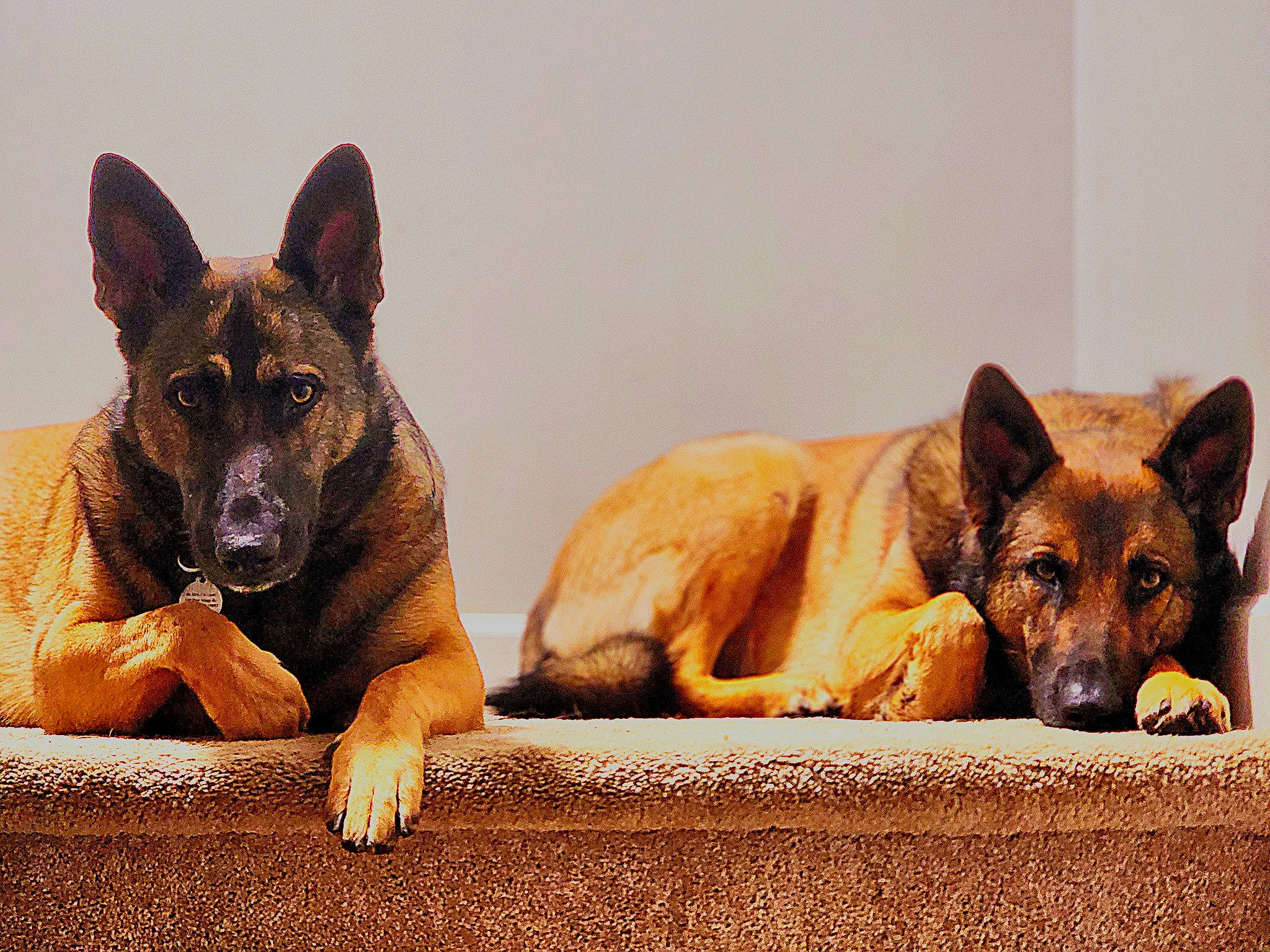 Anubis joined the competition — help win amazing prizes! biting, bored, canidae, carnivore, companion_dog, dog, dog_breed, fawn, german_shepherd_dog, guard_dog, herding_dog, king_shepherd, old_german_shepherd_dog, paw, snout, sporting_group, terrestrial_animal, wildlife, working_animal, working_dog