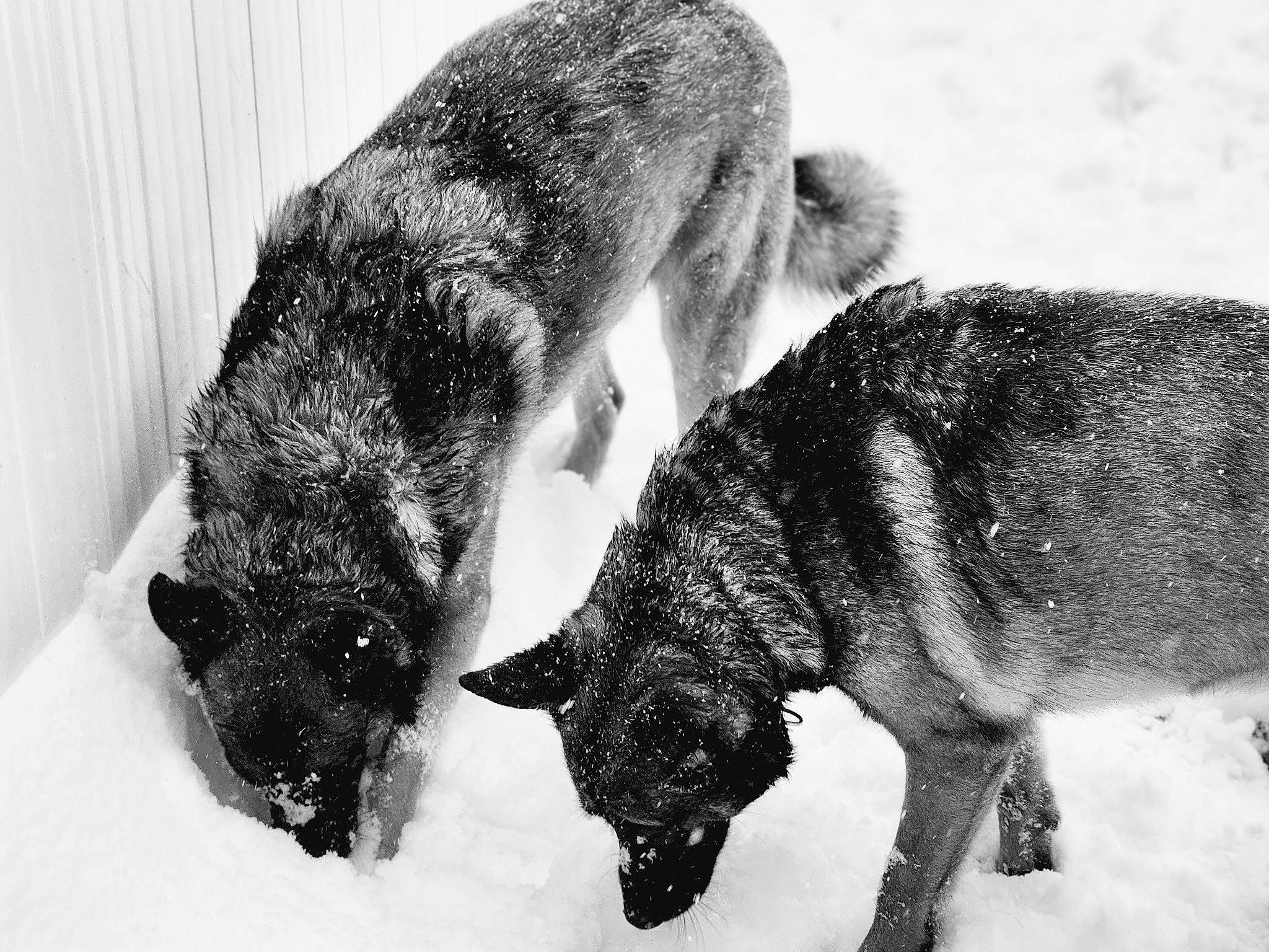 Anubis joined the competition — help win amazing prizes! black, canidae, carnivore, dog_breed, fur, monochrome, monochrome_photography, paw, snout, snow, sporting_group, tail, terrestrial_animal, whiskers, wildlife, winter