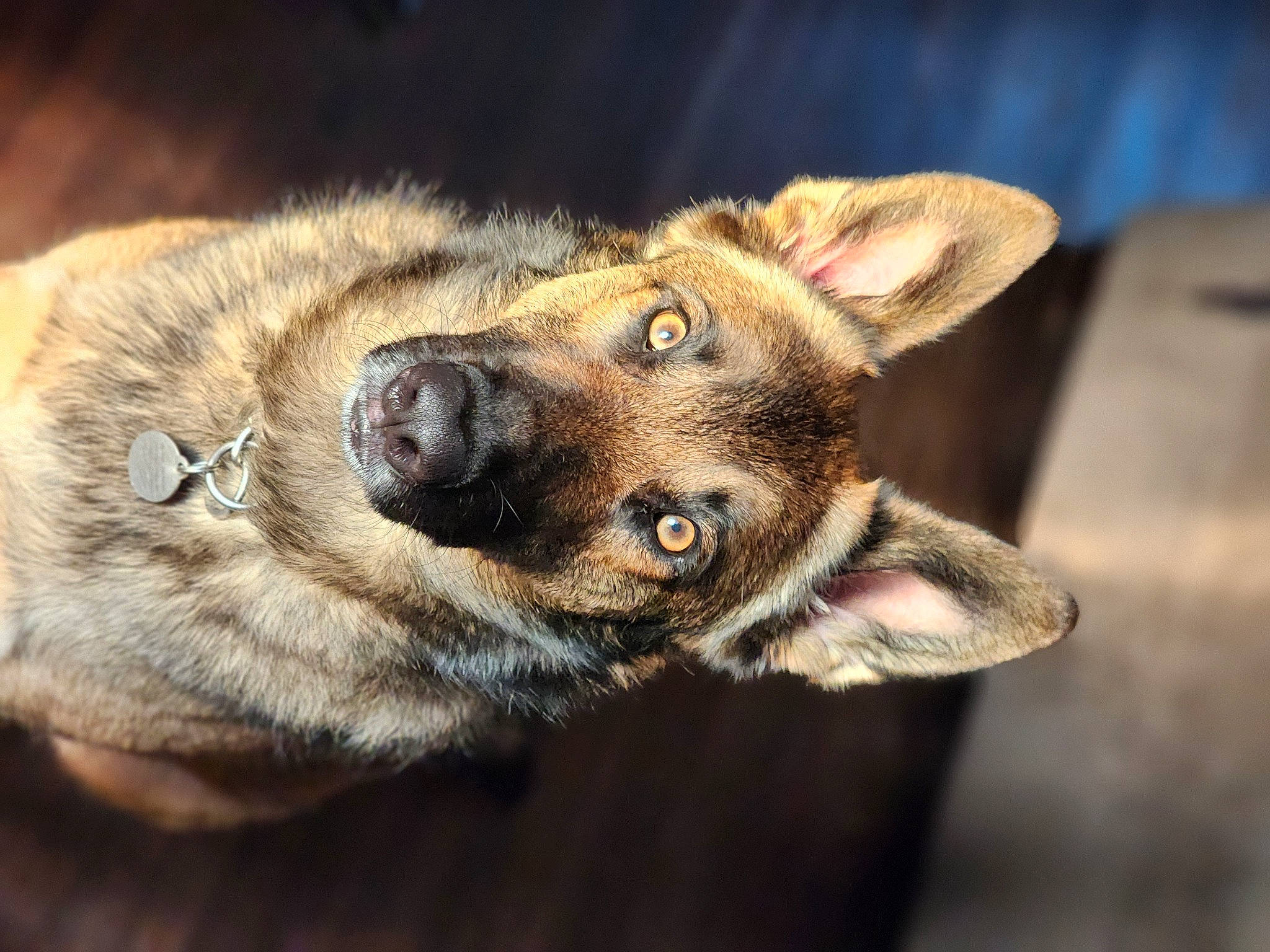 Anubis joined the competition — help win amazing prizes! ancient_dog_breeds, canidae, canis, carnivore, companion_dog, dog, dog_breed, fawn, fur, german_shepherd_dog, herding_dog, king_shepherd, old_german_shepherd_dog, snout, sporting_group, terrestrial_animal, whiskers, wildlife, working_animal, working_dog
