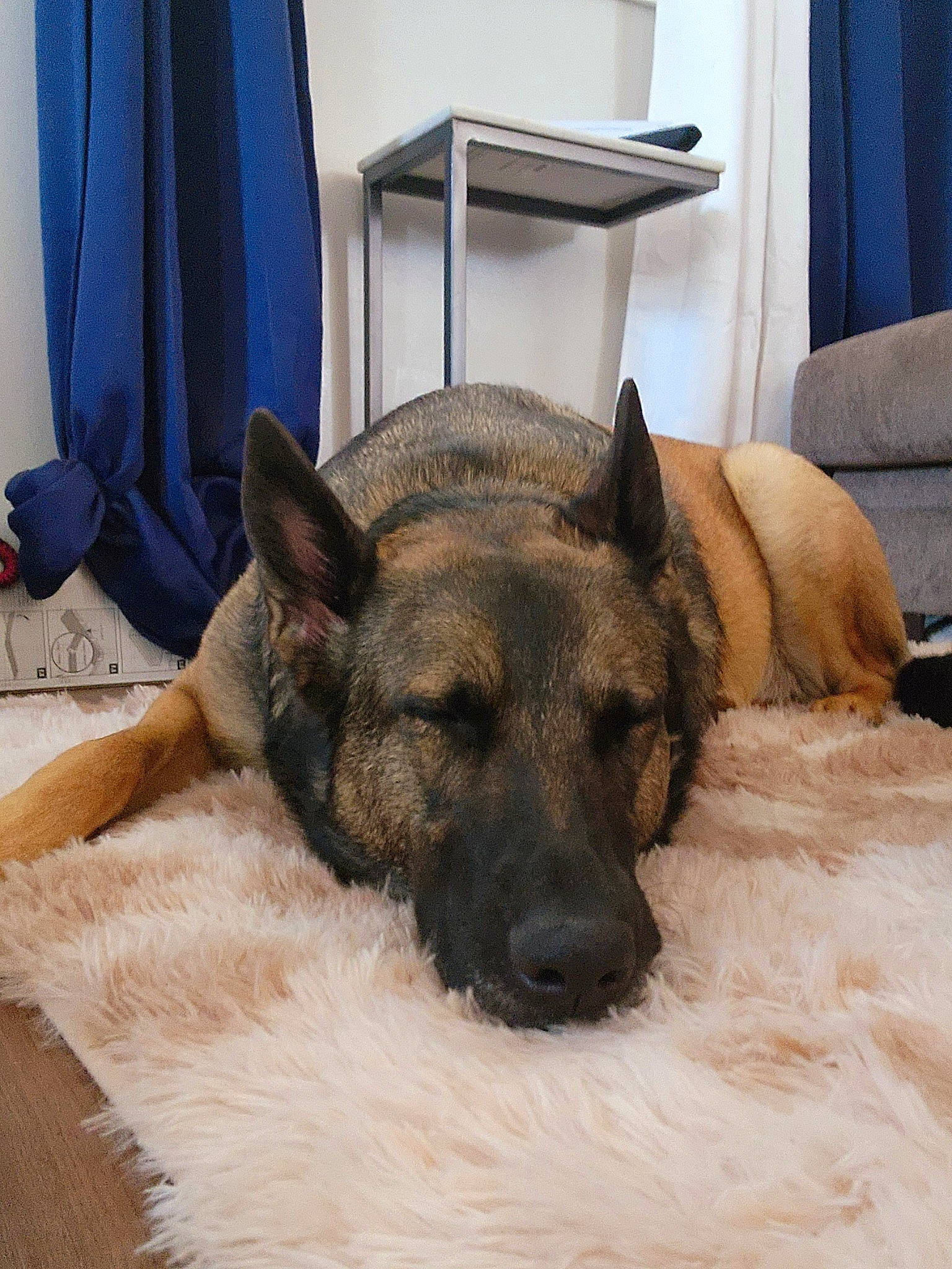 Isis joined the competition — help win amazing prizes! canidae, carnivore, comfort, companion_dog, curtain, dog, dog_breed, fawn, felidae, flooring, fur, german_shepherd_dog, nap, old_german_shepherd_dog, paw, snout, sporting_group, terrestrial_animal, whiskers, working_animal