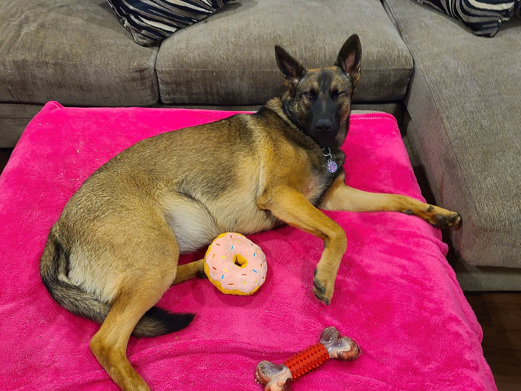 Isis is registered to the contest to win money with this photo: biting, canidae, carnivore, comfort, companion_dog, dog, dog_breed, dog_supply, fawn, non_sporting_group, paw, pet_supply, snout, sporting_group, tableware, tail, terrestrial_animal, working_animal, working_dog