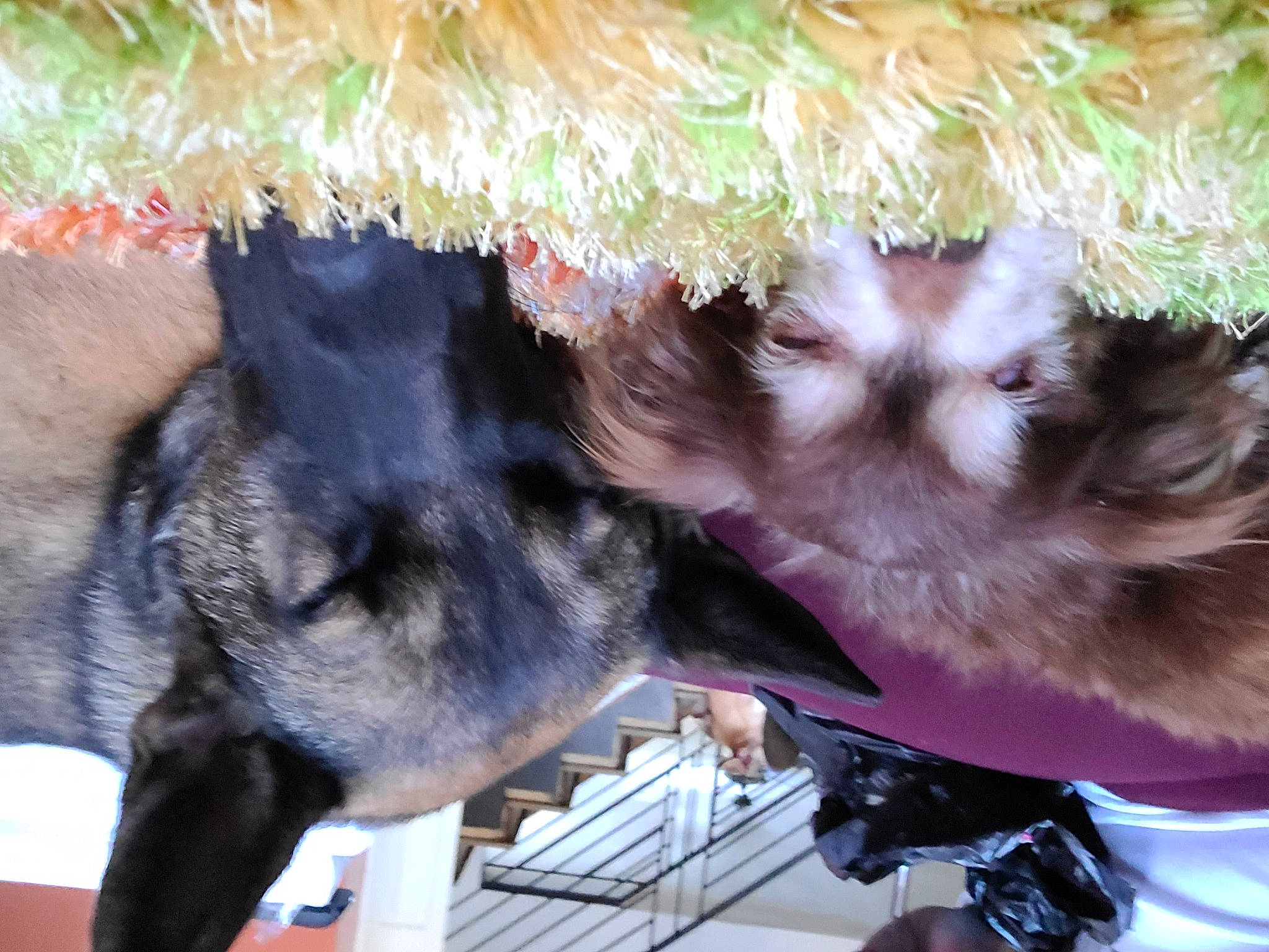 Isis is registered to the contest to win money with this photo: canidae, carnivore, claw, collar, companion_dog, dog, dog_breed, fawn, fur, guard_dog, mammal, paw, snout, sporting_group, tail, vertebrate, whiskers, wildlife, working_animal