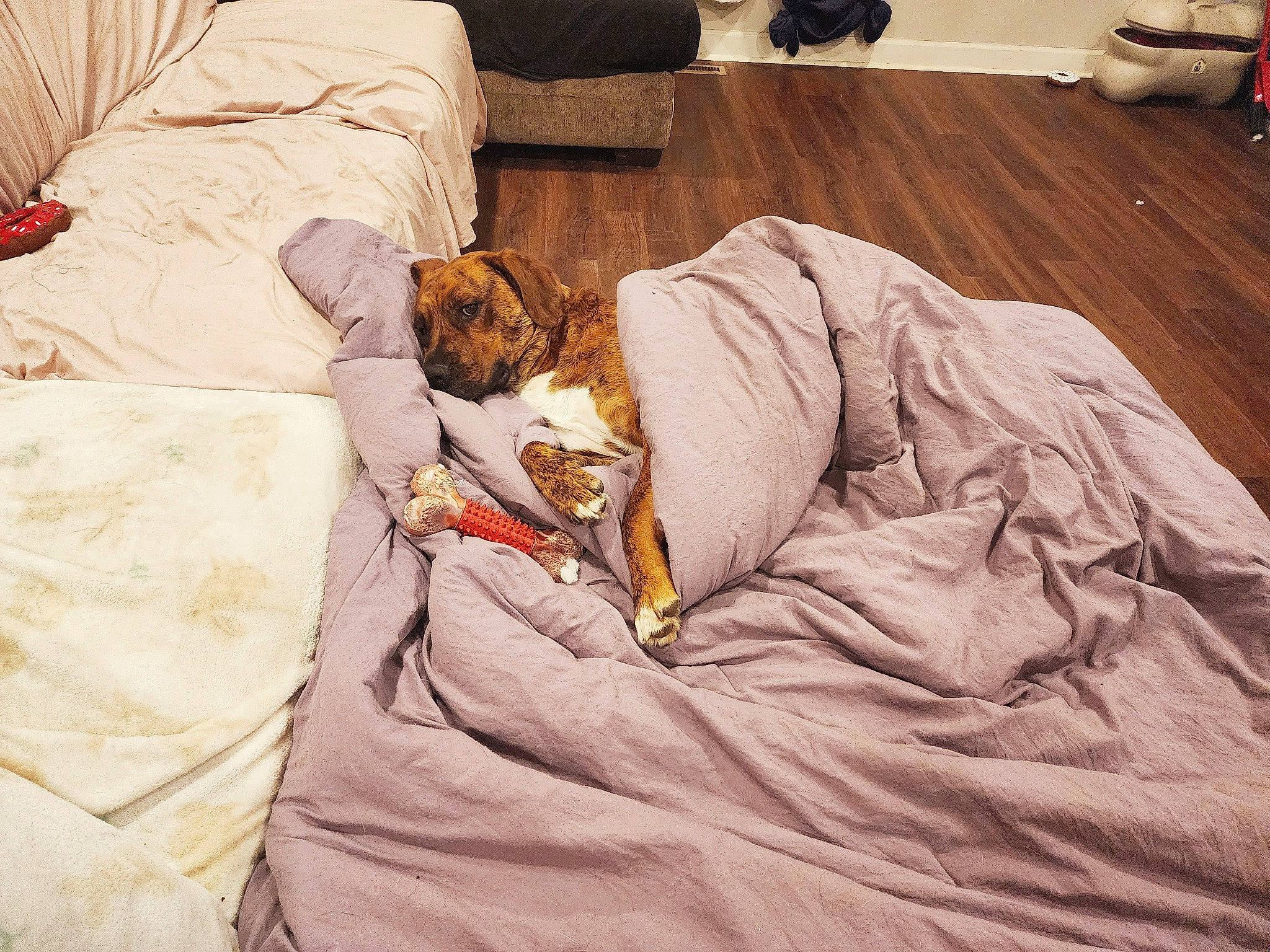 Dru is registered to the contest to win money with this photo: bed, bed_sheet, bedding, bedroom, brown, comfort, companion_dog, duvet, fawn, felidae, flooring, fur, hardwood, human_leg, leg, linens, nap, room, small_to_medium_sized_cats, wood