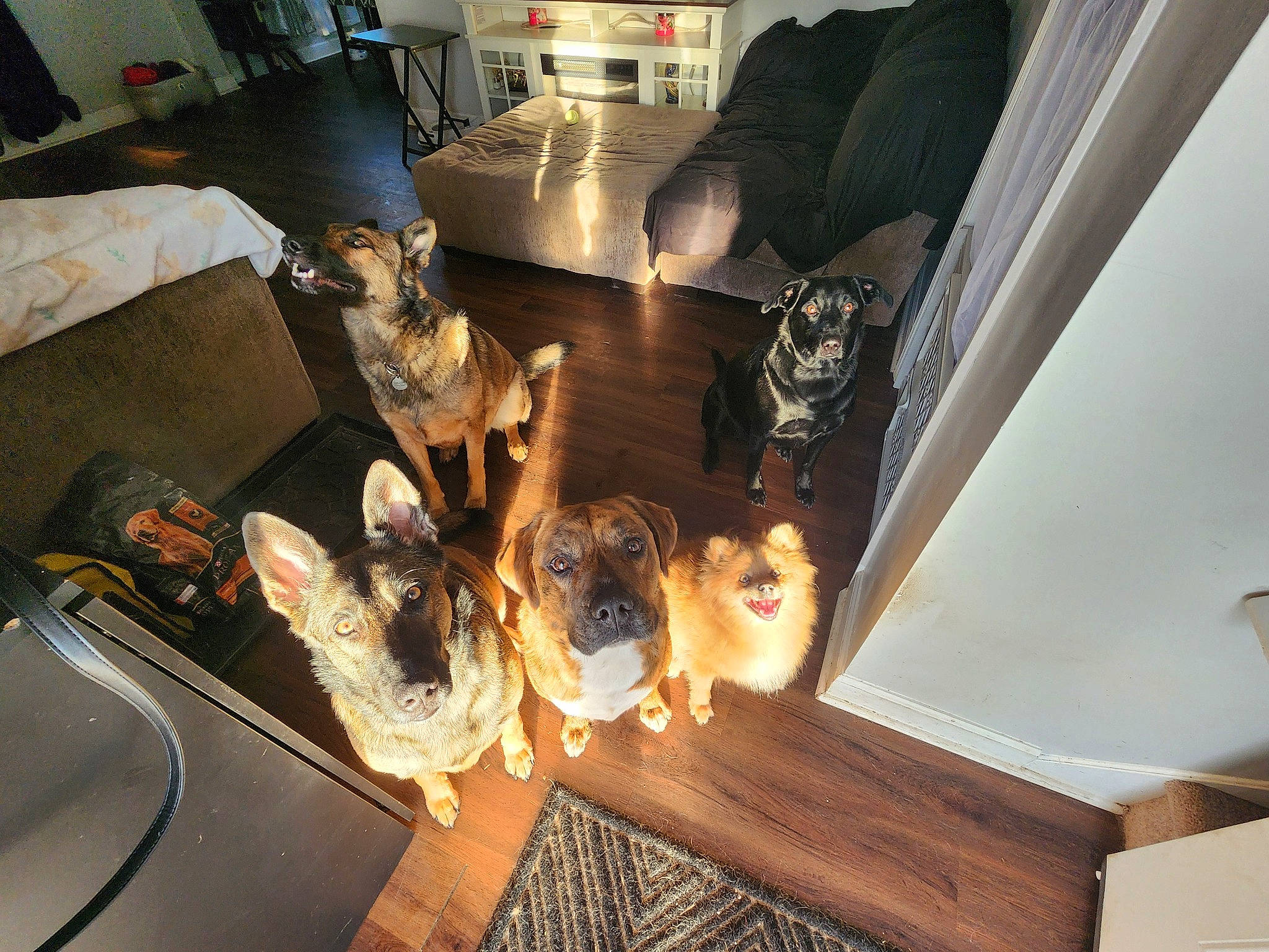 Dru is registered to the contest to win money with this photo: canidae, carnivore, comfort, companion_dog, couch, curtain, dog_breed, fawn, felidae, flooring, fur, hardwood, living_room, room, small_to_medium_sized_cats, tail, wood