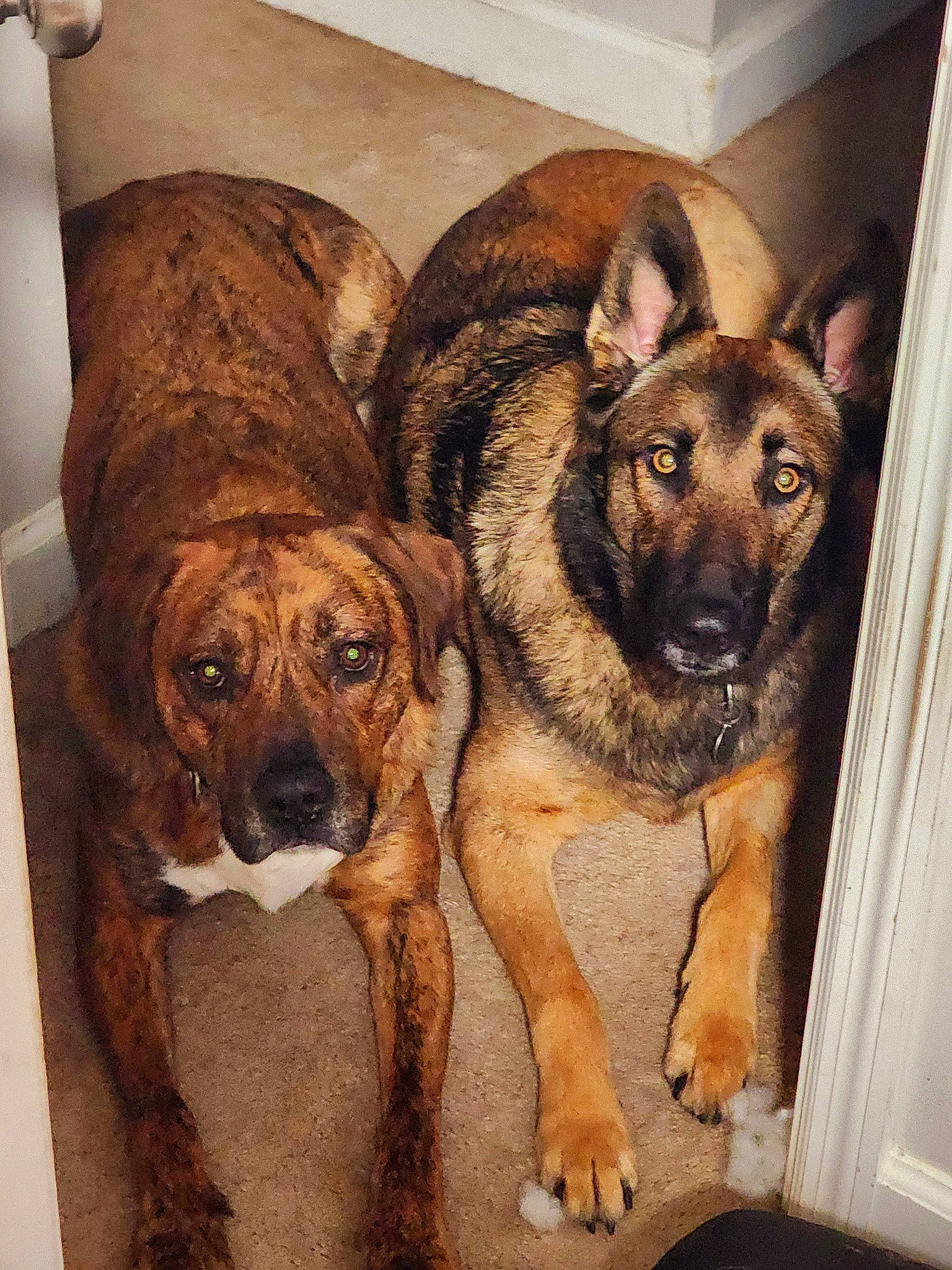 Dru is registered to the contest to win money with this photo: ancient_dog_breeds, art, canidae, carnivore, companion_dog, dog, dog_breed, fawn, fur, guard_dog, hardwood, herding_dog, king_shepherd, snout, sporting_group, terrestrial_animal, treeing_tennessee_brindle, wood, working_animal, working_dog