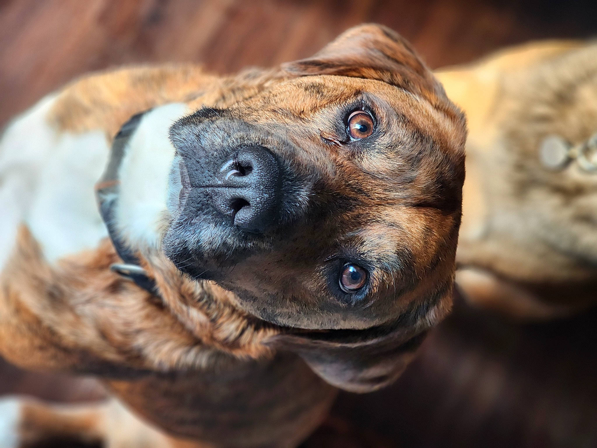 Dru is registered to the contest to win money with this photo: canidae, carnivore, close_up, collar, companion_dog, dog, dog_breed, dog_collar, fawn, fur, guard_dog, non_sporting_group, paw, pet_supply, snout, sporting_group, terrestrial_animal, whiskers, working_dog, wrinkle