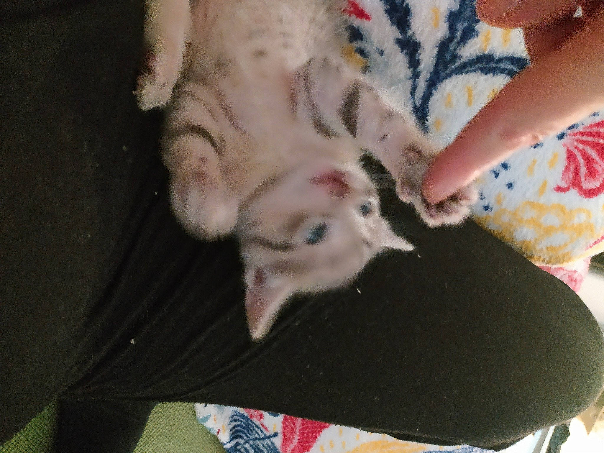 Choupi a rejoint le concours — aidez-le/la à gagner de superbes lots ! carnivore, cat, claw, comfort, companion_dog, dog_breed, domestic_short_haired_cat, fawn, felidae, foot, fur, gesture, human_leg, nail, nap, paw, small_to_medium_sized_cats, snout, tail, whiskers