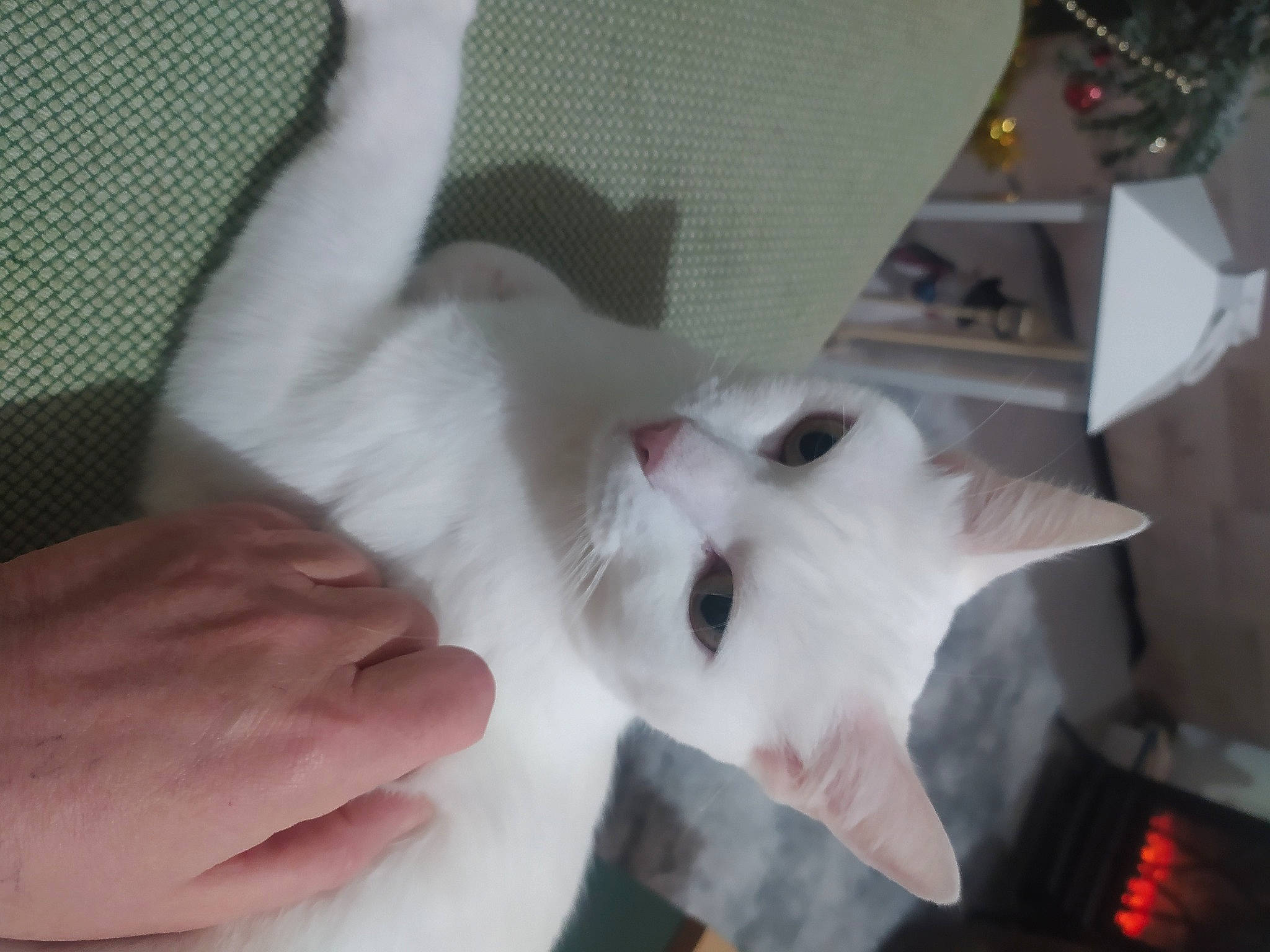 Bebe a rejoint le concours — aidez-le/la à gagner de superbes lots ! carmine, carnivore, cat, claw, companion_dog, dog_breed, ear, fawn, felidae, finger, fur, gesture, hand, jaw, nail, paw, small_to_medium_sized_cats, snout, thumb, whiskers