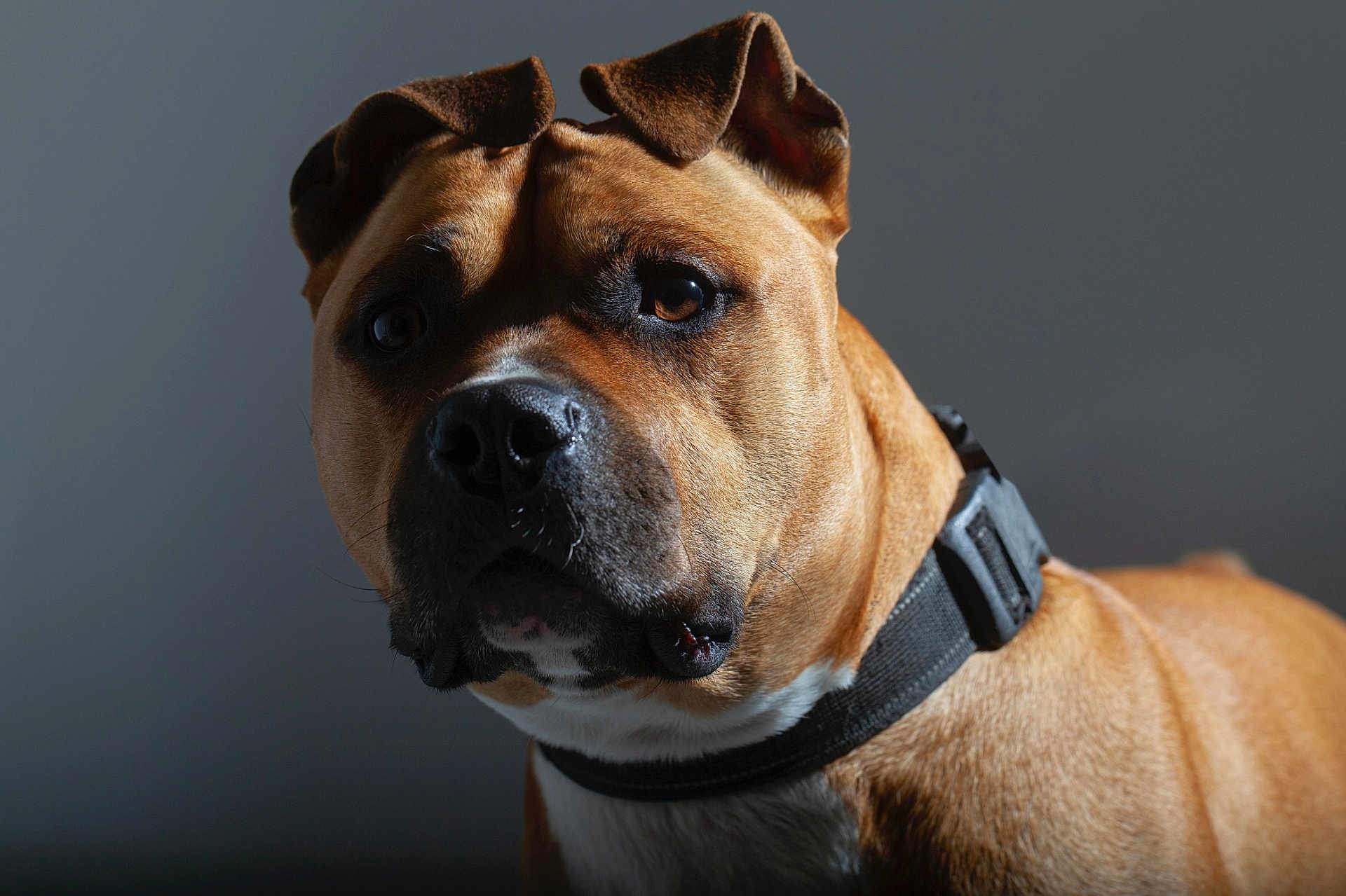 Scumper a rejoint le concours — aidez-le/la à gagner de superbes lots ! dog, brown, portrait, close_up, collar, ears, pet, animal, canine, fur, expression, indoor, looking_away, side_view, muzzle, whiskers, shadow, background, domestic_animal, alert