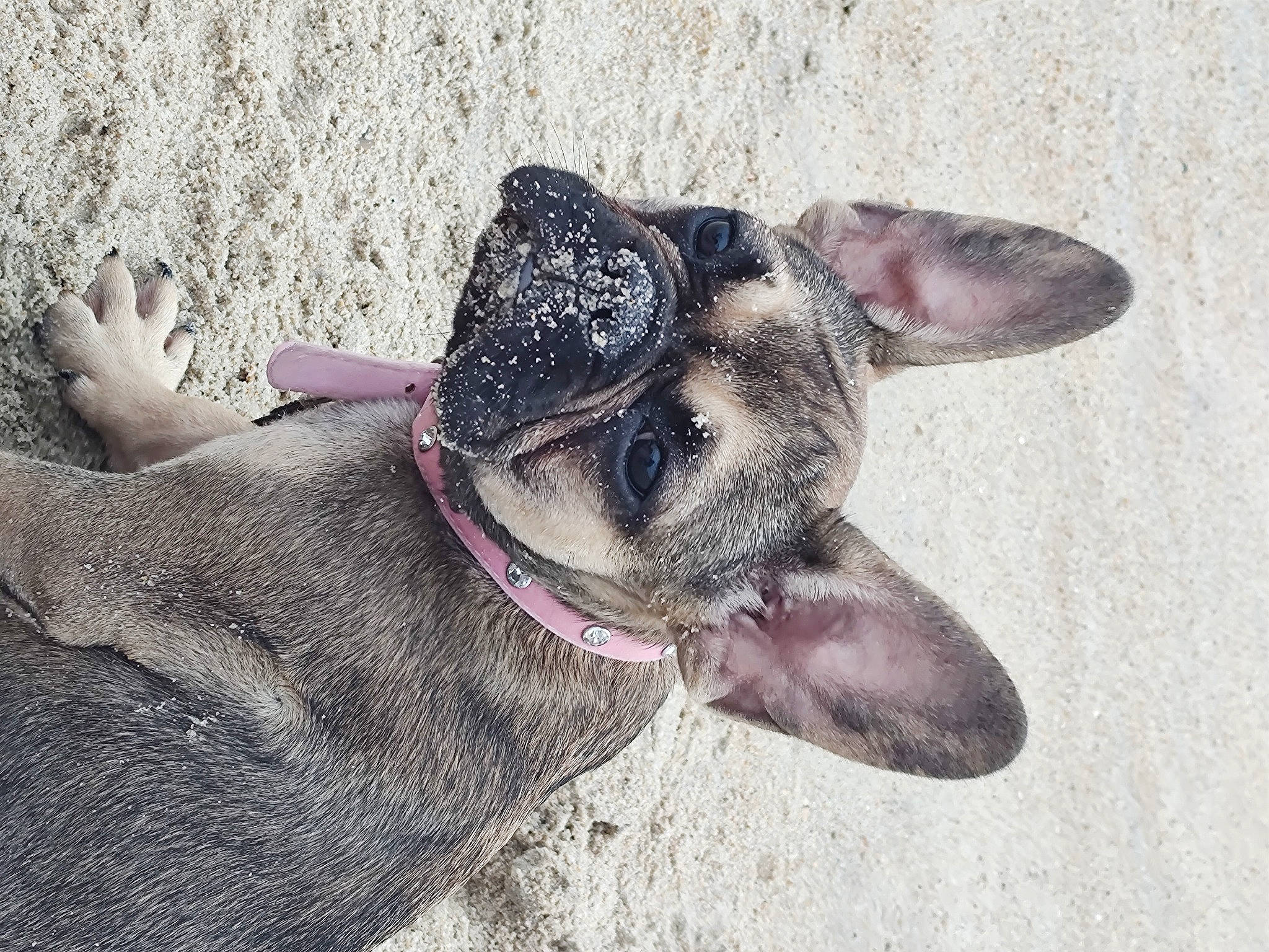 Lulu joined the competition — help win amazing prizes! canidae, carnivore, collar, companion_dog, dog, dog_breed, dog_collar, ear, fawn, foot, fur, liver, paw, pet_supply, snout, sporting_group, terrestrial_animal, whiskers, working_animal, wrinkle