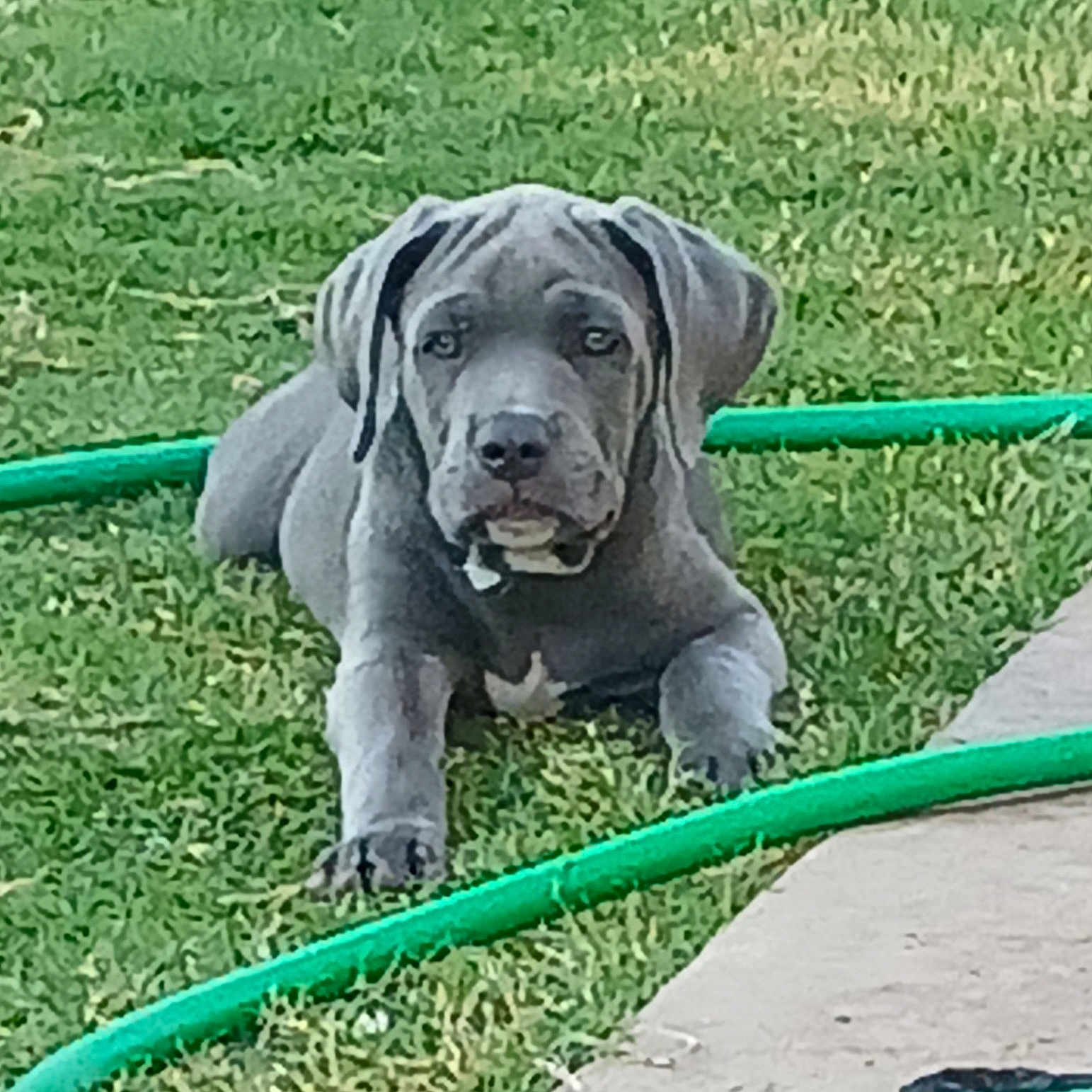 Boss Hog is registered to the contest to win money with this photo: accessories, animal, backyard, bulldog, canine, dog, grass, hose, hound, labradorretriever, lawn, leaf, nature, outdoors, pet, pitbull, plant, puppy, strap, yard