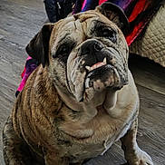 Matilda is registered to the contest to win money with this photo: animal, blanket, bulldog, canine, cozy, cute, dog, ears, face, floor, fur, furniture, indoor, looking_up, pet, portrait, sitting, snout, wooden_floor, wrinkles