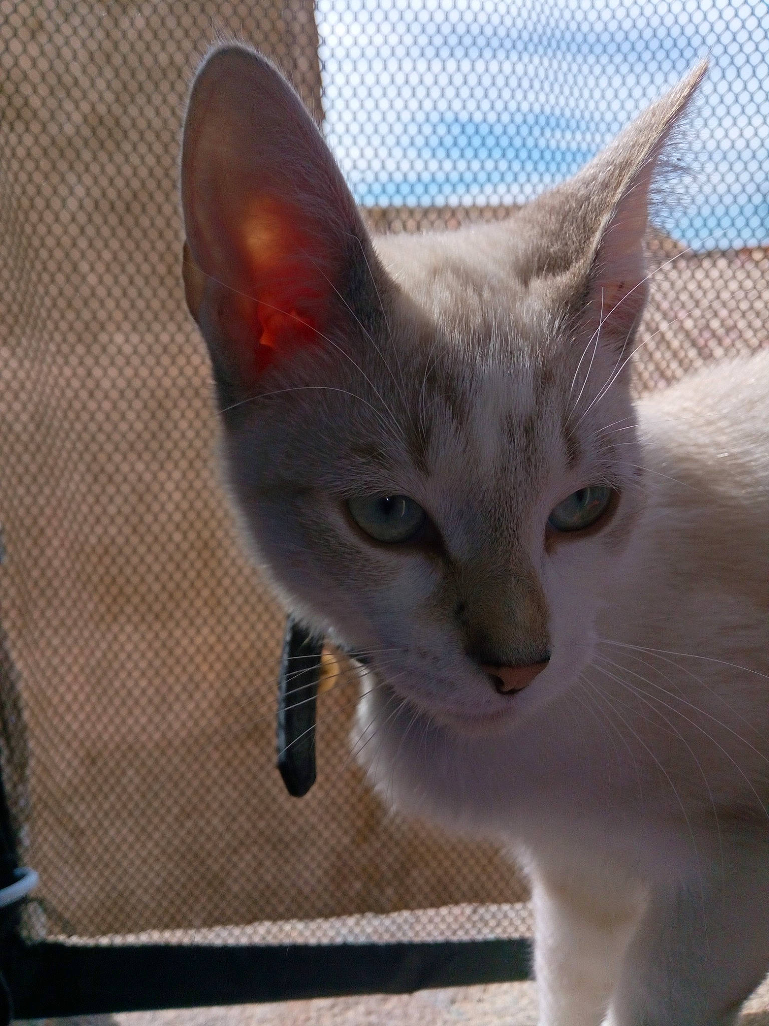 Snowie participe au concours pour gagner de l'argent avec cette photo : animal_shelter, carnivore, cat, domestic_short_haired_cat, fawn, felidae, fur, mesh, paw, pet_supply, small_to_medium_sized_cats, snout, tail, whiskers, window