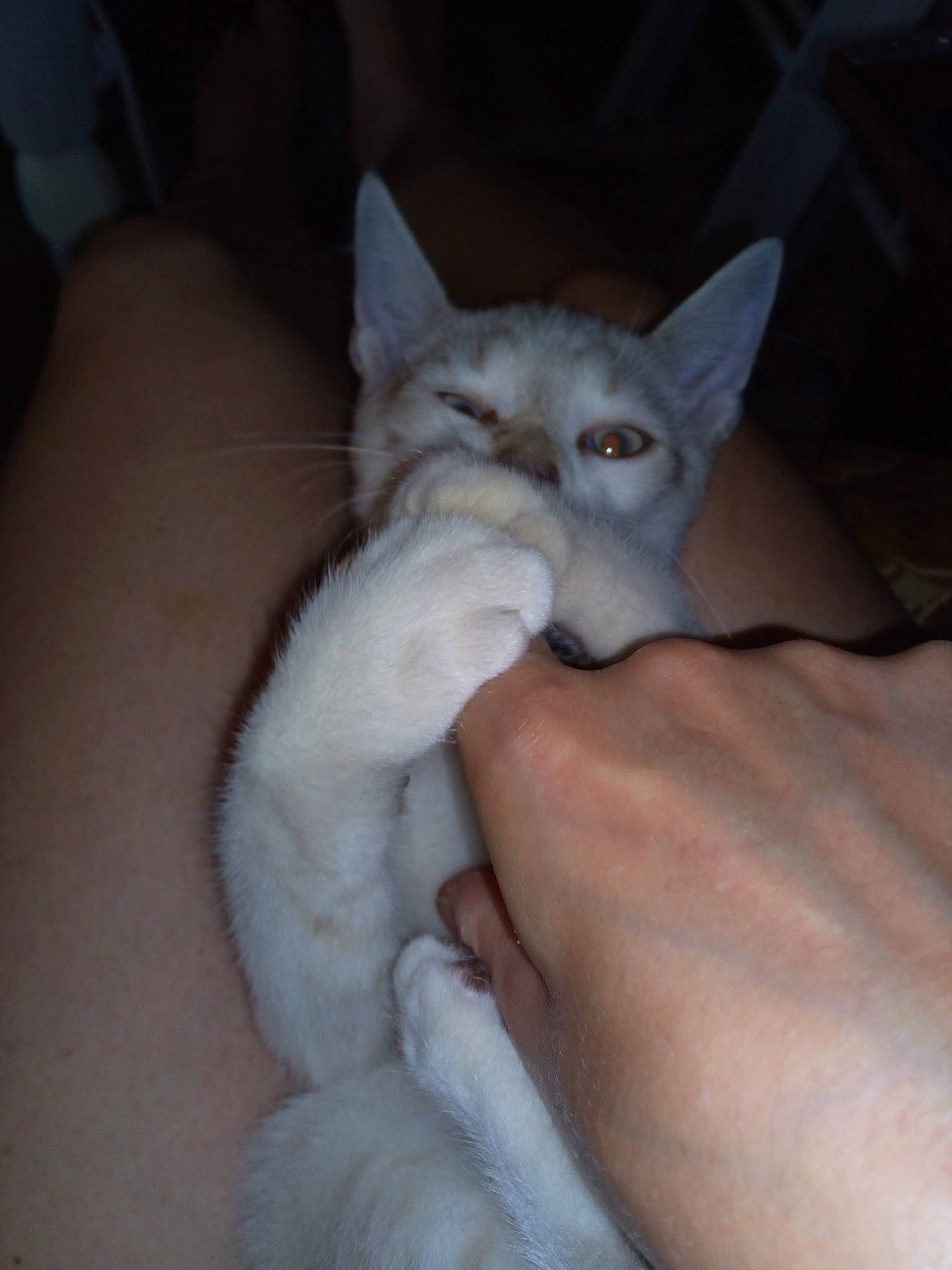 Snowie a rejoint le concours — aidez-le/la à gagner de superbes lots ! carnivore, cat, claw, comfort, domestic_short_haired_cat, ear, eye, fawn, felidae, fur, gesture, hand, nail, paw, small_to_medium_sized_cats, snout, tail, thai, tonkinese, whiskers