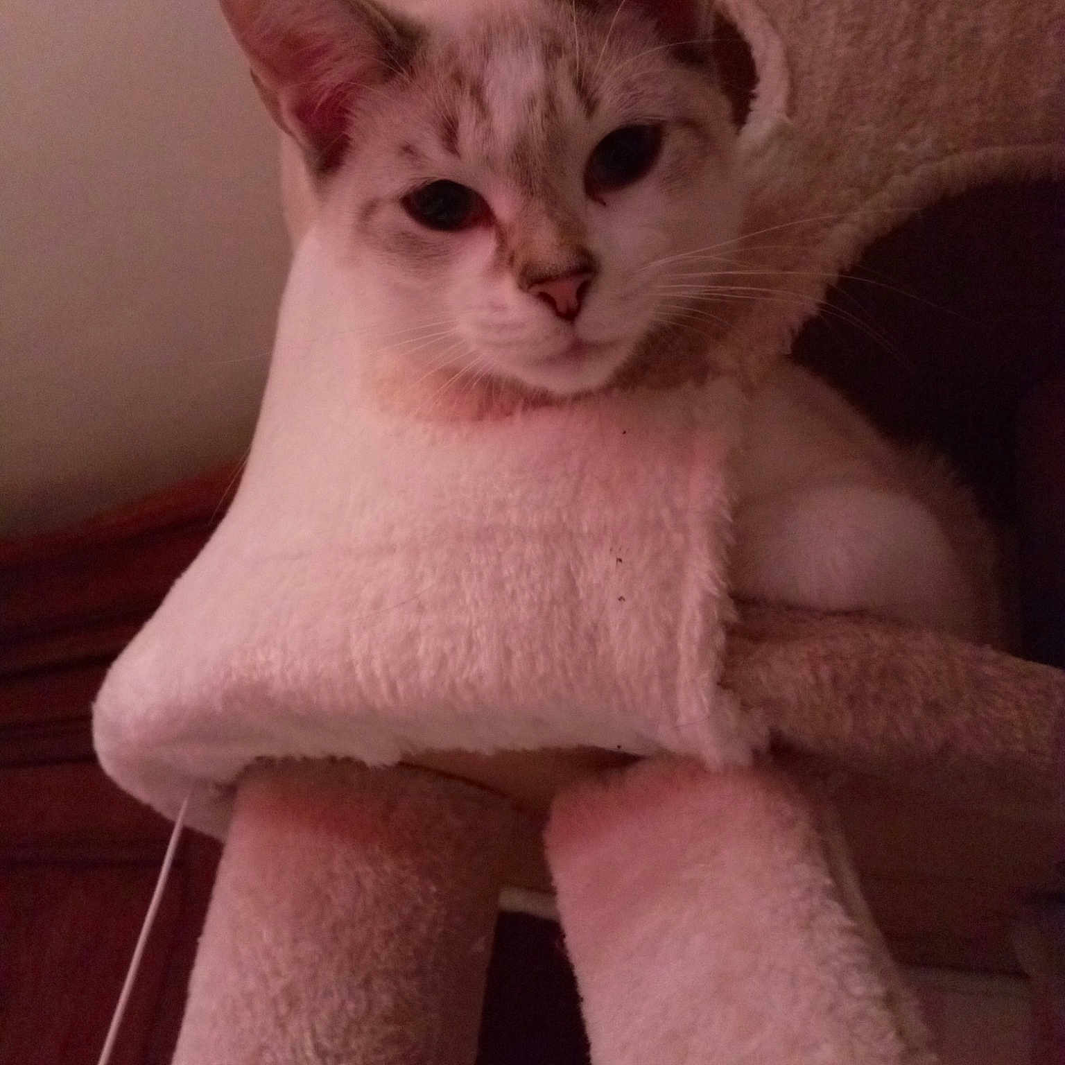 Snowie