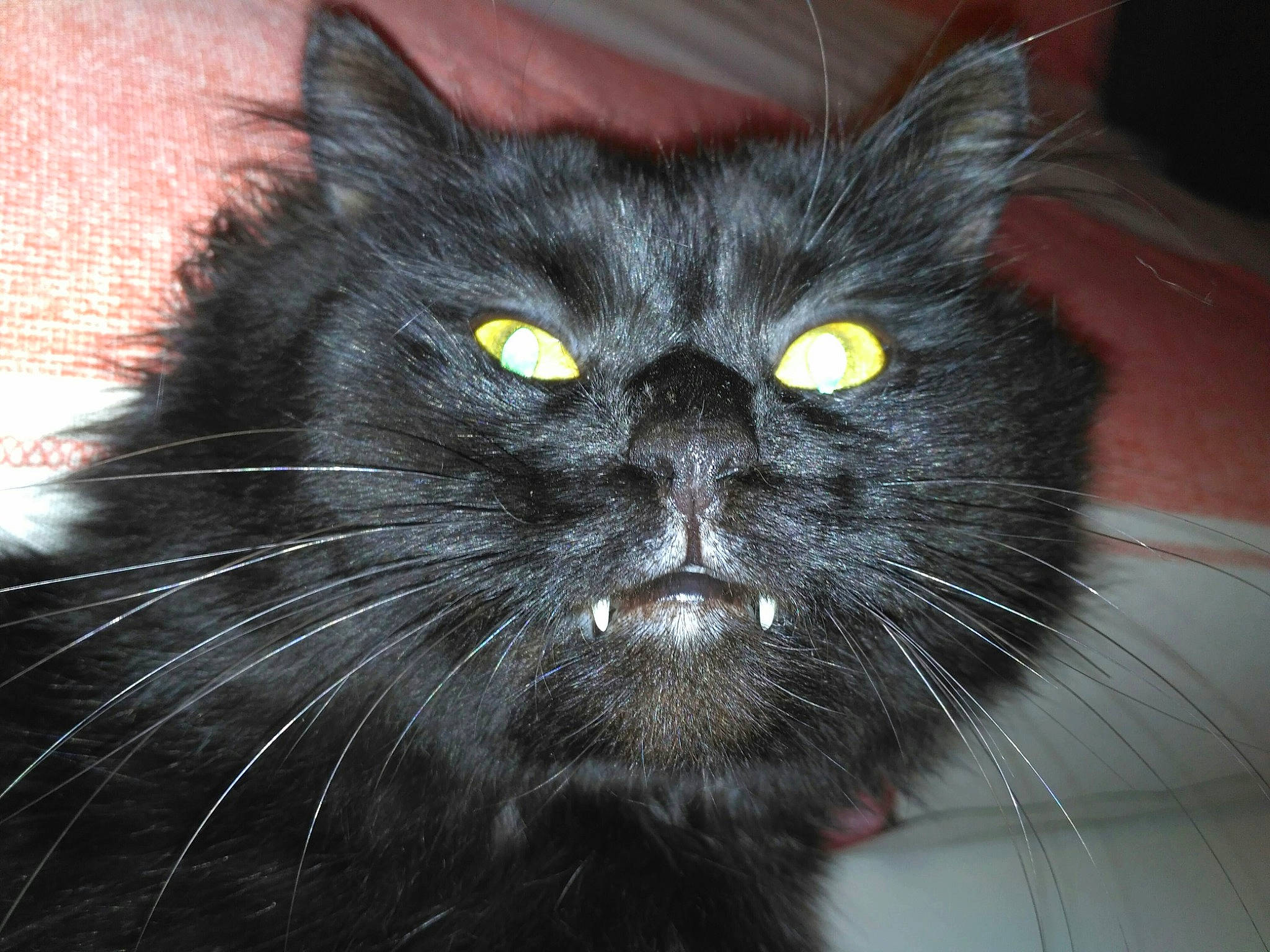 Weglisse a rejoint le concours — aidez-le/la à gagner de superbes lots ! black_cat, bombay, carnivore, cat, claw, domestic_short_haired_cat, eye, felidae, fur, hair, head, plant, small_to_medium_sized_cats, snout, tail, terrestrial_animal, whiskers