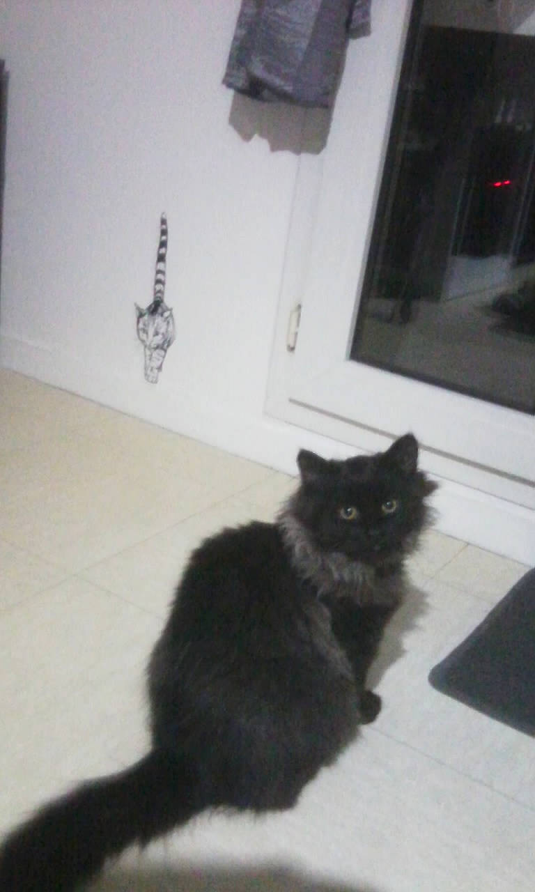 Weglisse a rejoint le concours — aidez-le/la à gagner de superbes lots ! black, black_cat, carnivore, cat, domestic_short_haired_cat, door, felidae, floor, flooring, fur, grey, hardwood, monochrome_photography, room, shadow, small_to_medium_sized_cats, tail, whiskers, window, wood