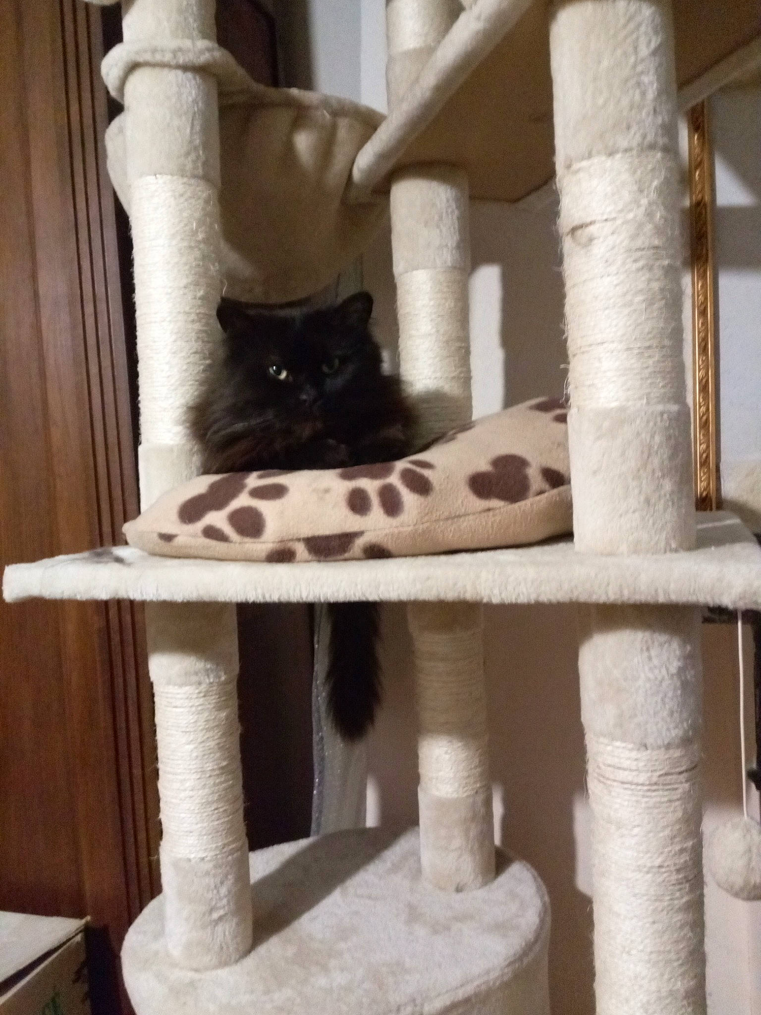 Weglisse a rejoint le concours — aidez-le/la à gagner de superbes lots ! baluster, carnivore, cat, cat_furniture, cat_supply, chair, comfort, domestic_short_haired_cat, felidae, fur, hardwood, pattern, pet_supply, room, sitting, small_to_medium_sized_cats, stairs, tail, whiskers, wood