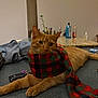 bottle, cat, countertop, cozy, ears, feline, ginger_cat, granite_countertop, indoor, keys, kitchen, orange_cat, paws, pet, plaid_scarf, plant, relaxed, scarf, table, whiskers