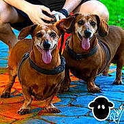 Jack Et Logan a rejoint le concours — aidez-le/la à gagner de superbes lots ! dog, dachshund, pet, animal, tongue_out, leash, collar, person, legs, phone, outdoor, colorful, stone_path, grass, happy, smiling, two_dogs, close_up, playful, signature