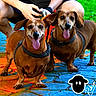 dog, dachshund, pet, animal, tongue_out, leash, collar, person, legs, phone, outdoor, colorful, stone_path, grass, happy, smiling, two_dogs, close_up, playful, signature