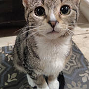 Millie joined the competition — help win amazing prizes! cat, kitten, pet, animal, tabby, white_paws, floor, patterned_floor, indoor, cute, whiskers, ears, fur, sitting, looking_up, small, domestic_cat, young_cat, closeup, curious