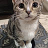 cat, kitten, pet, animal, tabby, white_paws, floor, patterned_floor, indoor, cute, whiskers, ears, fur, sitting, looking_up, small, domestic_cat, young_cat, closeup, curious